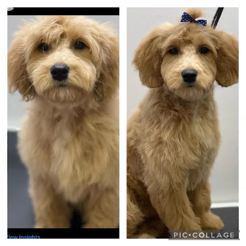 Scrub A Pup Grooming - Image 1