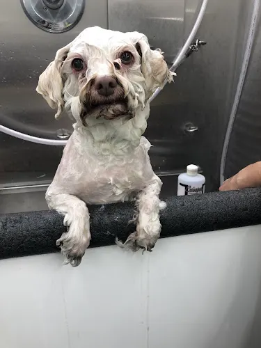 Uptown Pooch Parlor Mobile Dog & Cat Grooming - Image 1