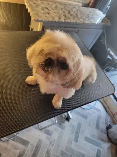 Christine's mobile grooming - Image 1