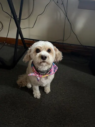 Emily’s Dog Grooming - Image 1