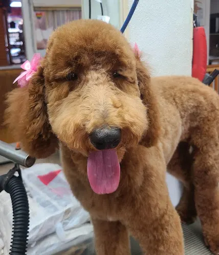 Rainbow Pet Supplies & Groom in Woodside, NY
