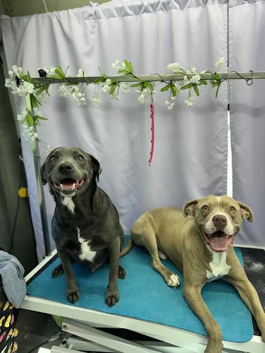Desert Dogs mobile grooming - Image 1