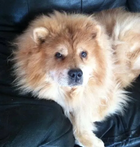 Sweet Pup Salon - Image 1