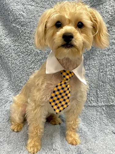Natalie's Pet Grooming and Boarding - Image 1