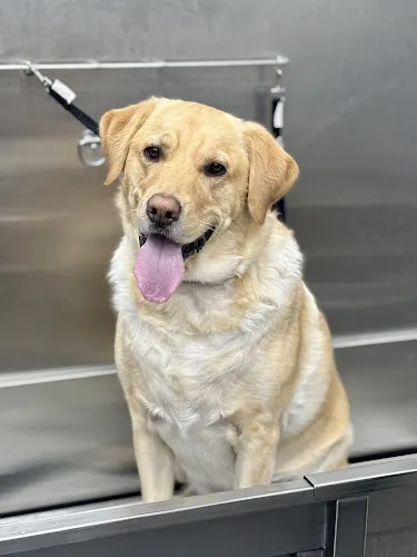 Pet Supplies Plus Waite Park Grooming - Image 1