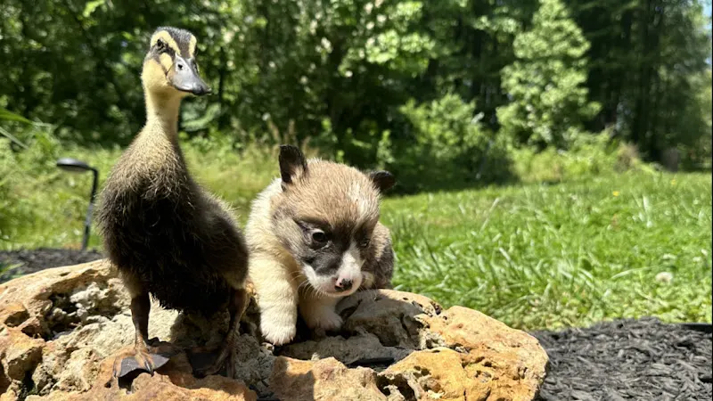 Paws and Pasture in Glassboro, NJ