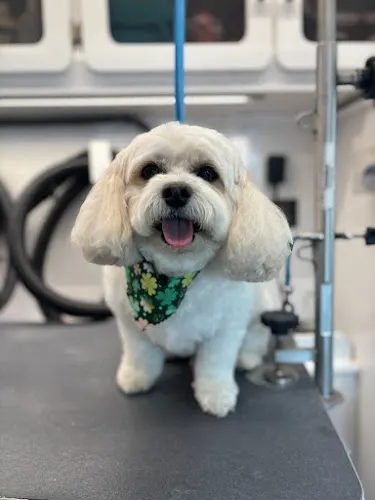 Fayemous Grooms in Coram, NY