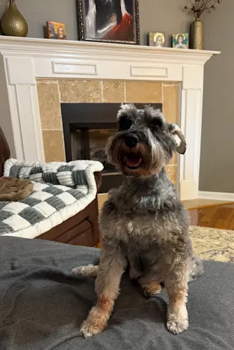 Hug A Pup - pet salon - Image 1
