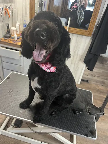 JC's Purrfect Pooch Parlor & Kenneling LLC. - Image 1