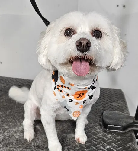 O My Dog Mobile Grooming - Image 1