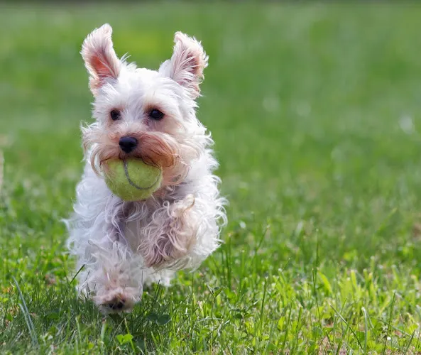 Country Club for Dogs - Image 1