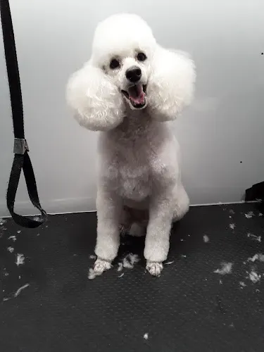 The Mobile Grooming Hut - Image 1