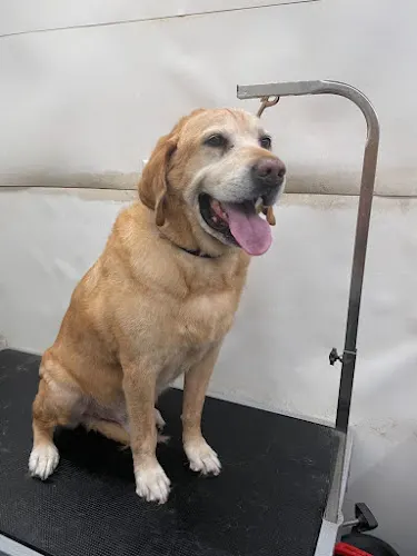 Pawgo Tempe Mobile Pet Grooming - Image 1