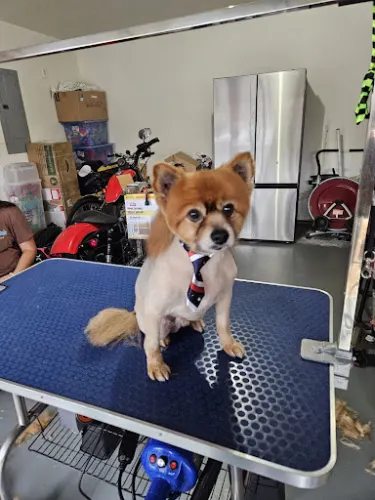 Nessy’s Grooming - Image 1