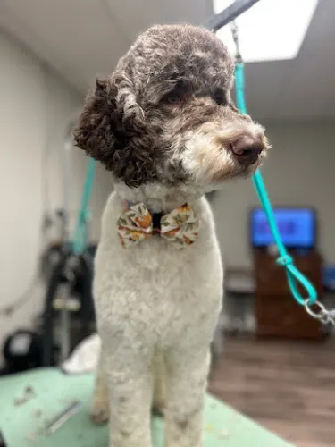 Posh Pups by Tamara Dog Grooming Orangeburg - Image 1