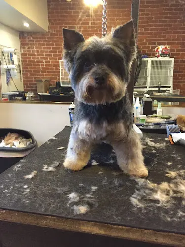CANINE CUTS ON WHEELS - Image 1