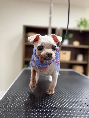 Doggone Paws - Image 1