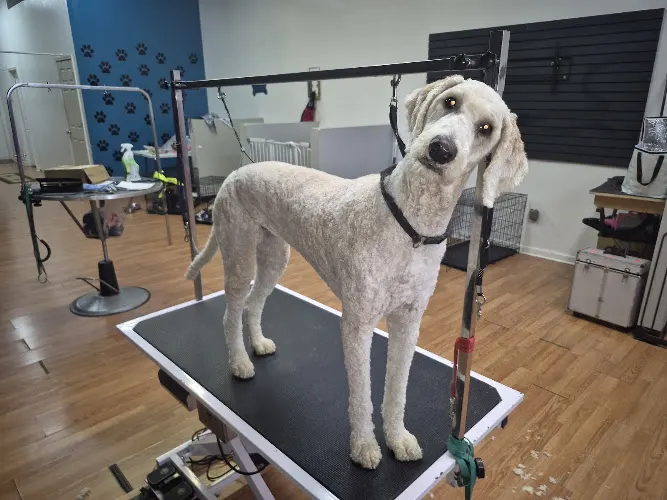Loving FurBabies Dog Grooming Salon LLC - Image 1