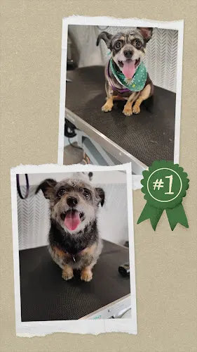 Tada Mobile Pet Spa LLC in Spring Hill, FL