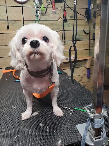 Susies dog grooming - Image 1