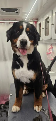 Paw Palace Mobile Grooming - Image 1