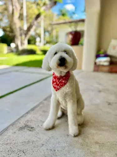 Photogenic Pupcuts Pet Grooms by Janet in Miami, FL