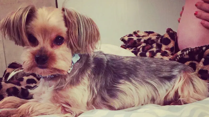 Smylie's Mobile Pet Grooming - Image 1