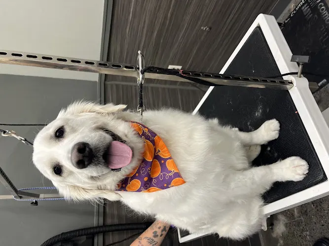 Pet Supplies Plus Watertown Grooming - Image 1