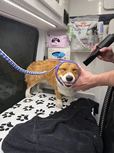 Boujee Basil’s Mobile Veterinary & Grooming - Image 1