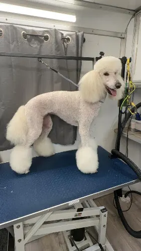 C&C Mobile Grooming - Image 1