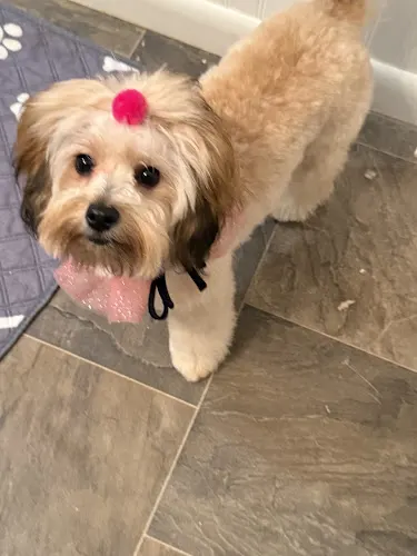 Hollywood Dog Salon - Image 1