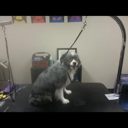 Furrsace Mobile Grooming - Image 1