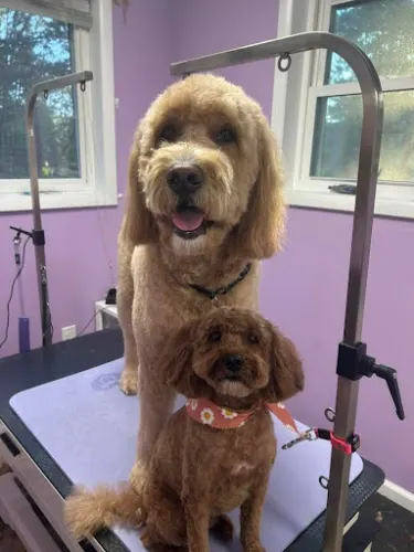Country Charm Canine Spa - Image 1