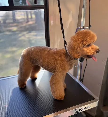 Liv4Pets Mobile Grooming - Image 1