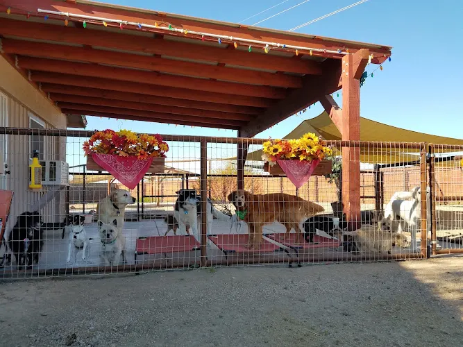 Dog-Gone Purrr-Fect Pet Sitting & Doggie Day Care - Image 1