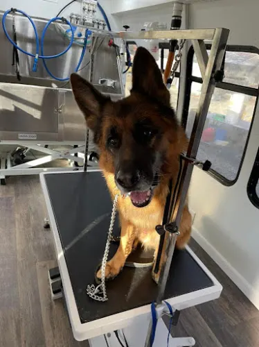 Waggin Wheels Mobile Pet Salon - Image 1