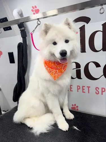 Wild Grace Mobile Pet Spa - Image 1