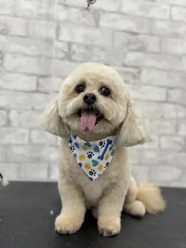 Waggy Waters LKA Mobile Dog Grooming LLC - Image 1