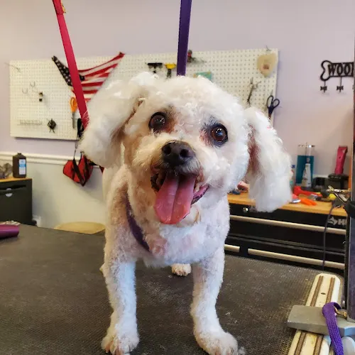 The Mobile Grooming Room - Image 1