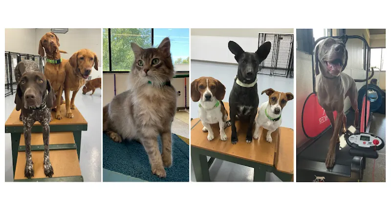 DePAW Pet Resort - Image 1