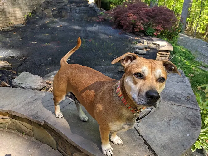 Little Ponderosa Pet Resort & Spa - Image 1