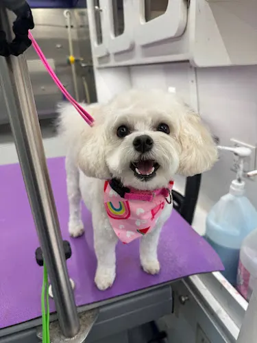 Zoomies Mobile Dog Spa - Image 1
