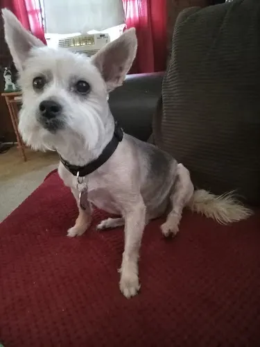 Doggy Doos LLC - Image 1