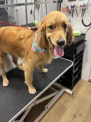 Peachy Paws Mobile Dog Grooming - Image 1