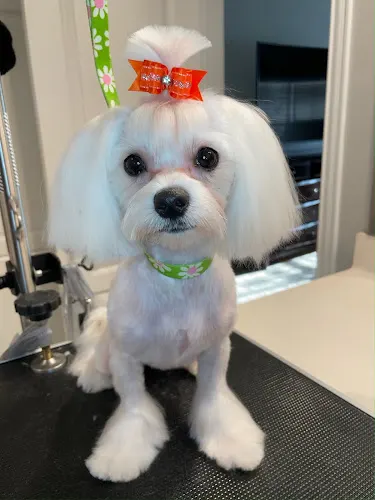 Comfort Pet Spa Mobile Grooming - Image 1
