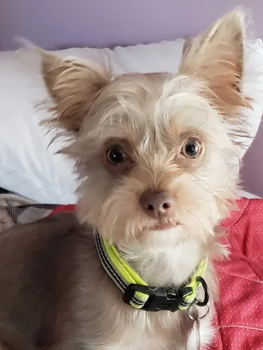 Blissfield Veterinary Services: Griffes Susan DVM - Image 1