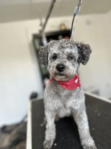 Point of Pawfection - Image 1