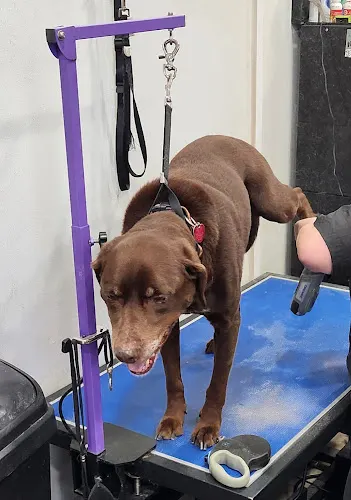 Hounds Lounge Pet Grooming LLC - Image 1