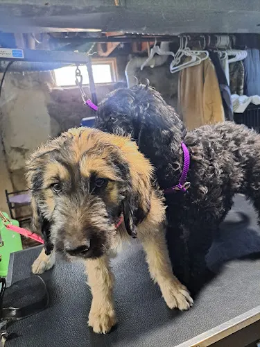 Red Shed Kennel and Grooming - Image 1