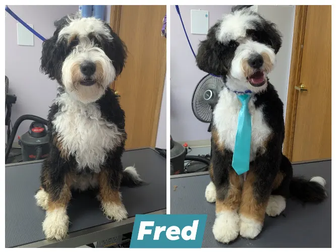 Under One Woof - Dog Boarding, Daycare & Grooming - Image 1
